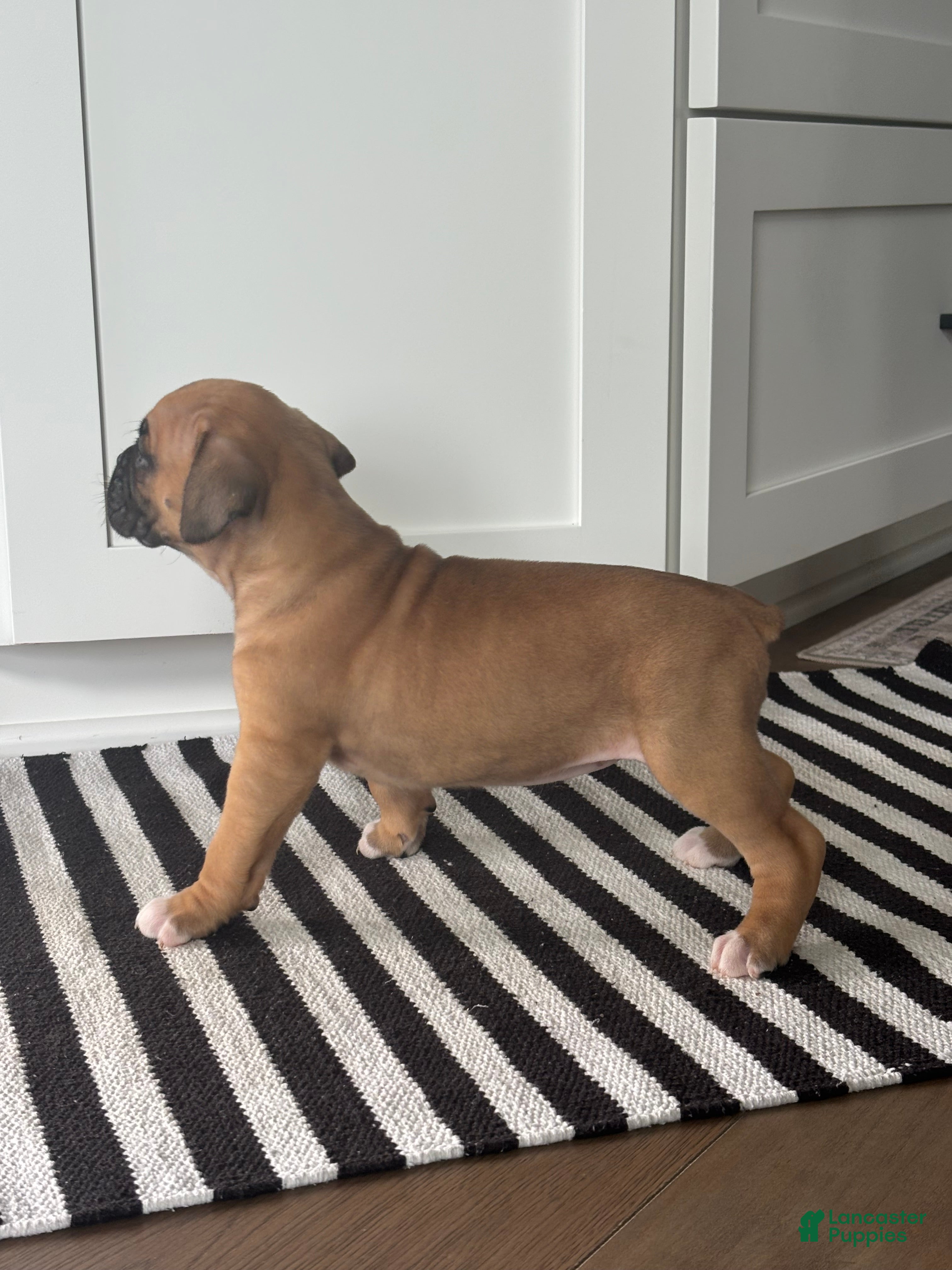 Boxer dogs Nova - Ad 2