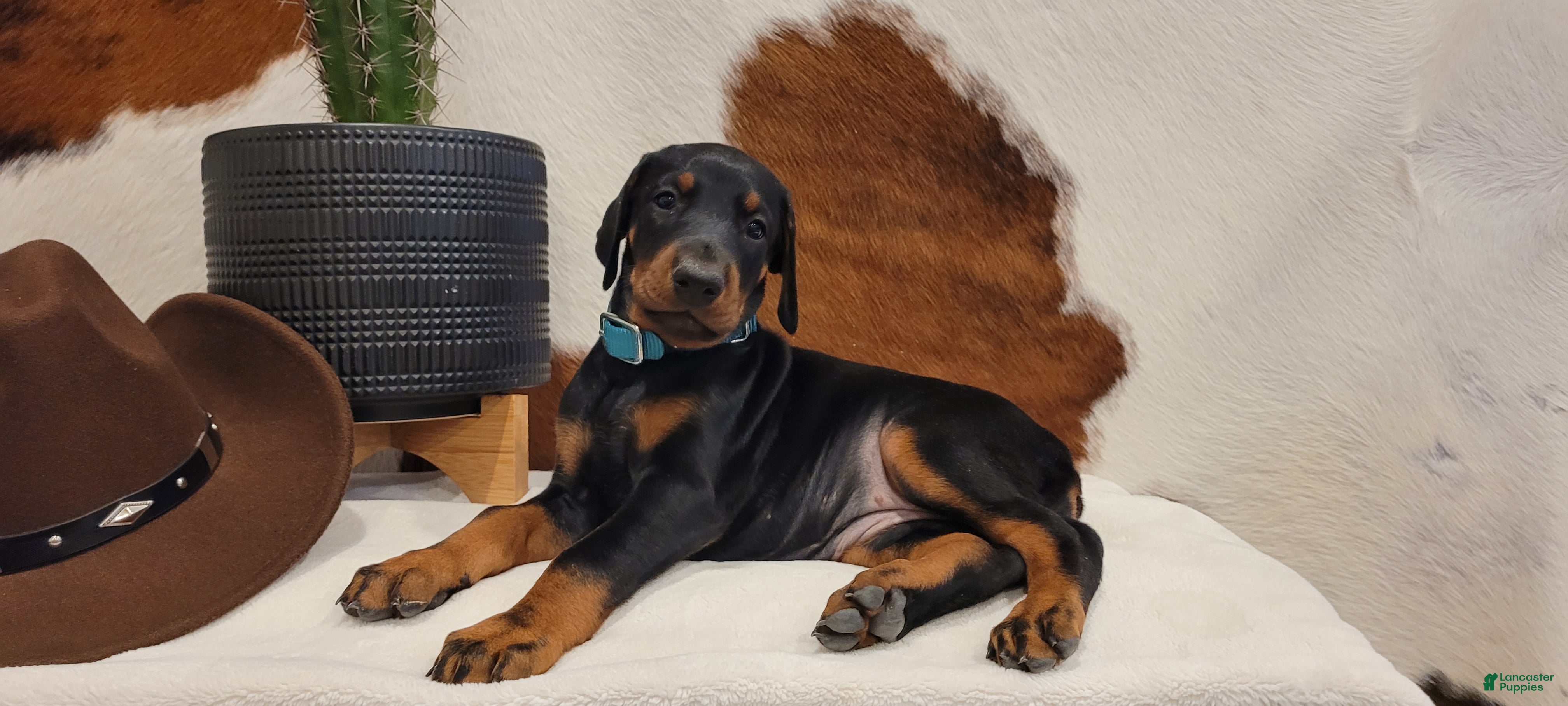 Doberman Pinscher dogs Doberman Pinscher Puppy 7 - Ad 1