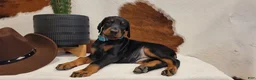 Doberman Pinscher dogs for sale: Doberman Pinscher Puppy 7 - Ad 1