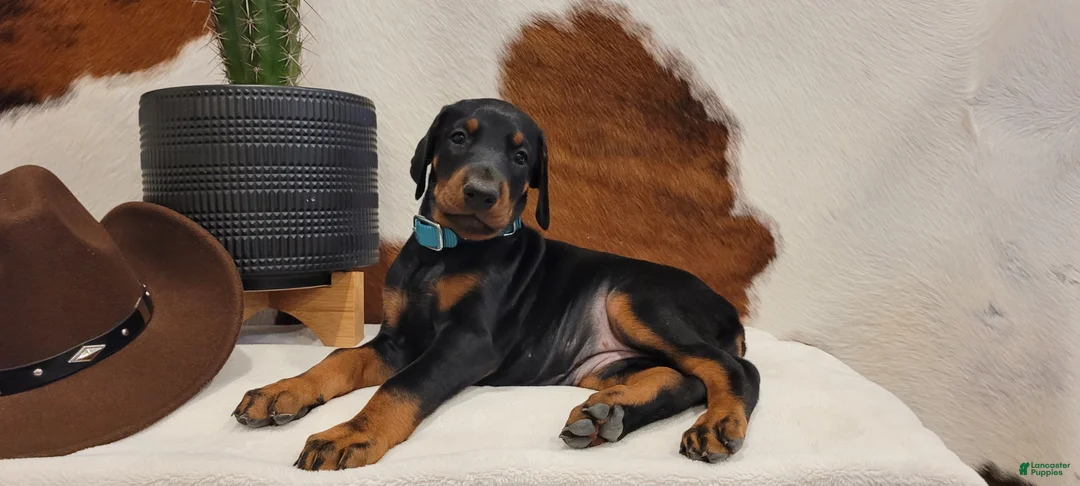 Doberman Pinscher dogs for sale: Doberman Pinscher Puppy 7 - Ad 1