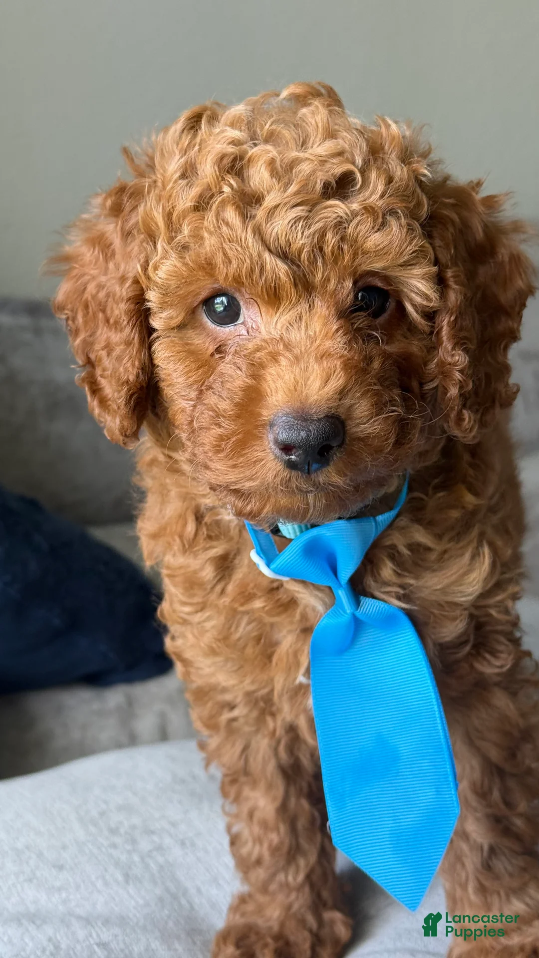 Miniature Poodle dogs for sale: Remy - Ad 2