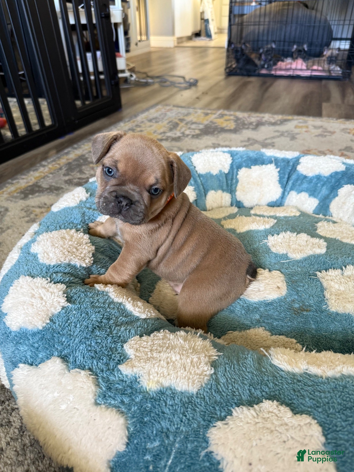 French Bulldog dogs French Bulldog 1 - Ad 34