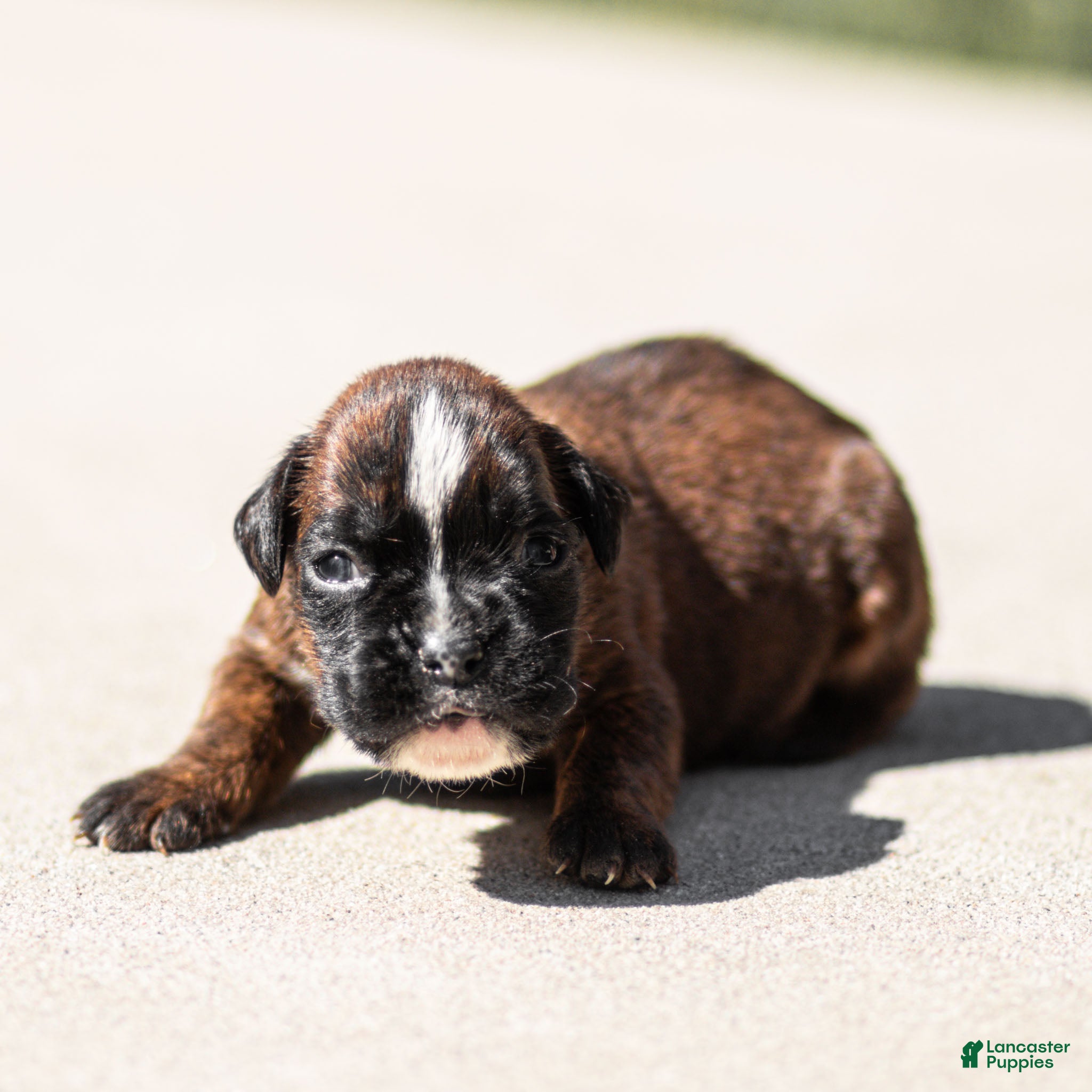 Boxer dogs Lori Boxer Puppy  - Ad 1