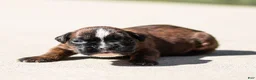 Boxer dogs for sale: Lori Boxer Puppy  - Ad 1