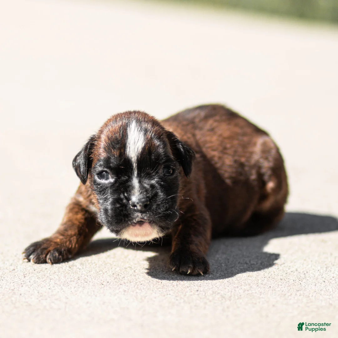 Boxer dogs for sale: Lori Boxer Puppy  - Ad 1