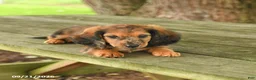 Miniature Dachshund dogs for sale: Ace - Ad 4