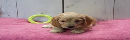 Cockapoo dogs for sale: Beverly - Ad 5