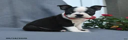 Boston Terrier dogs for sale: Ovalteen - Ad 4