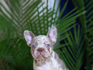 French Bulldog dogs Milena - Ad 3