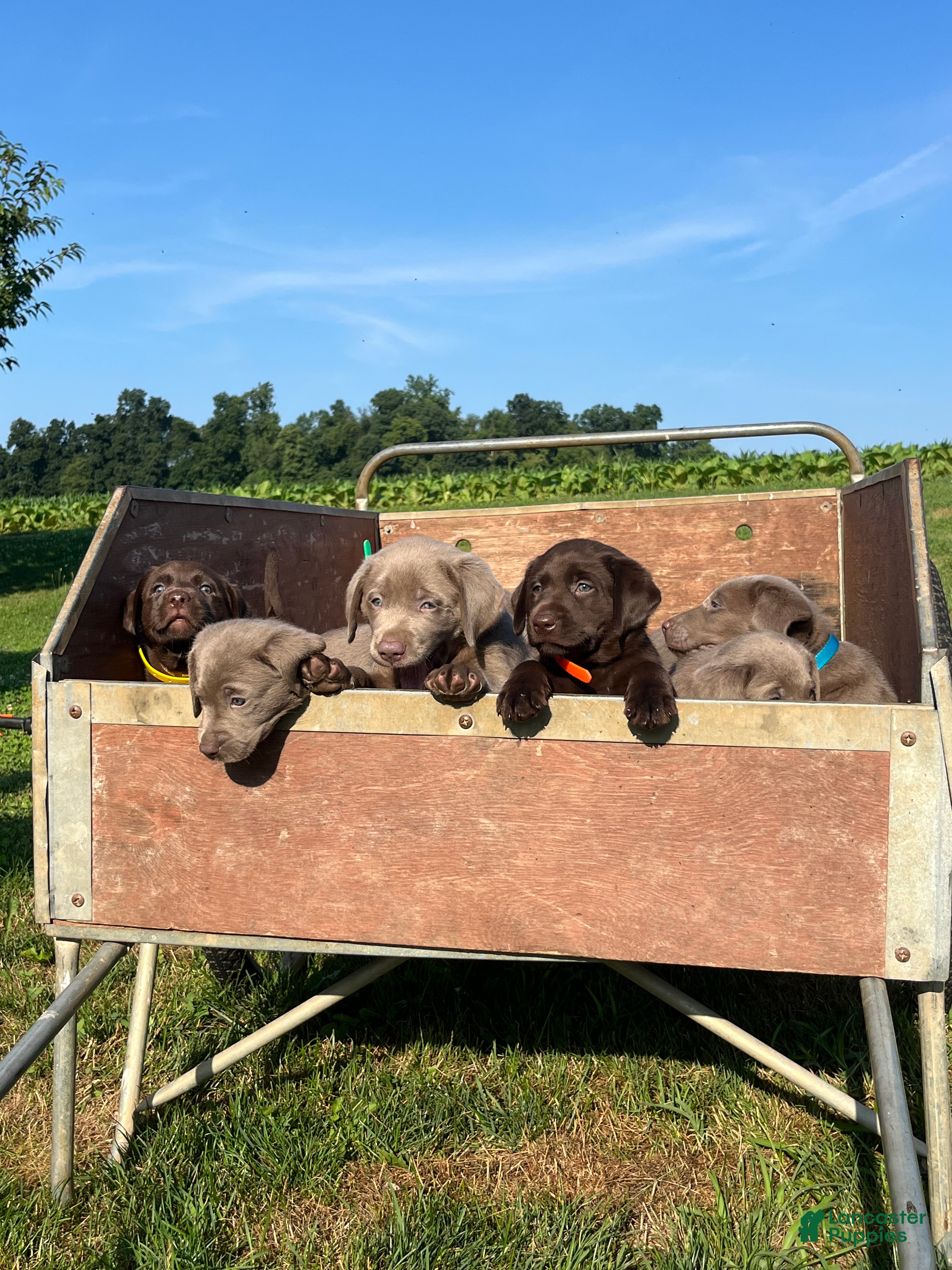 Labrador Retriever dogs Tammy❤️AKC Hip Cert orange - Ad 2