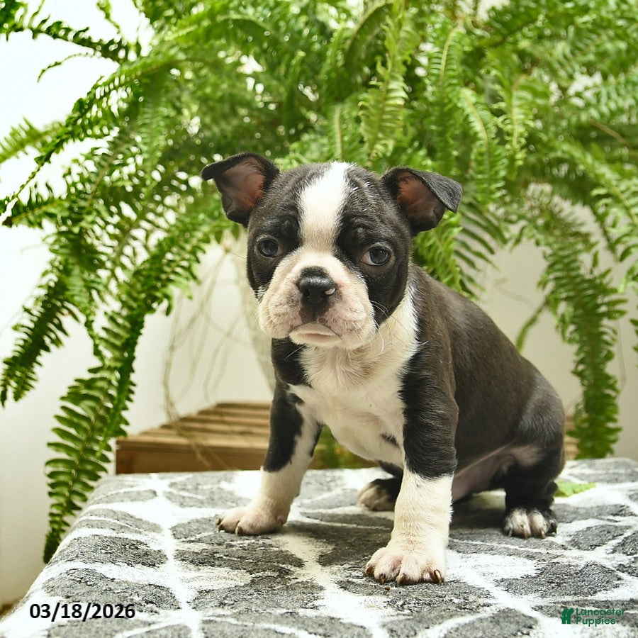 Boston Terrier dogs Cooper - Ad 1