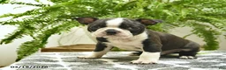 Boston Terrier dogs for sale: Cooper - Ad 1