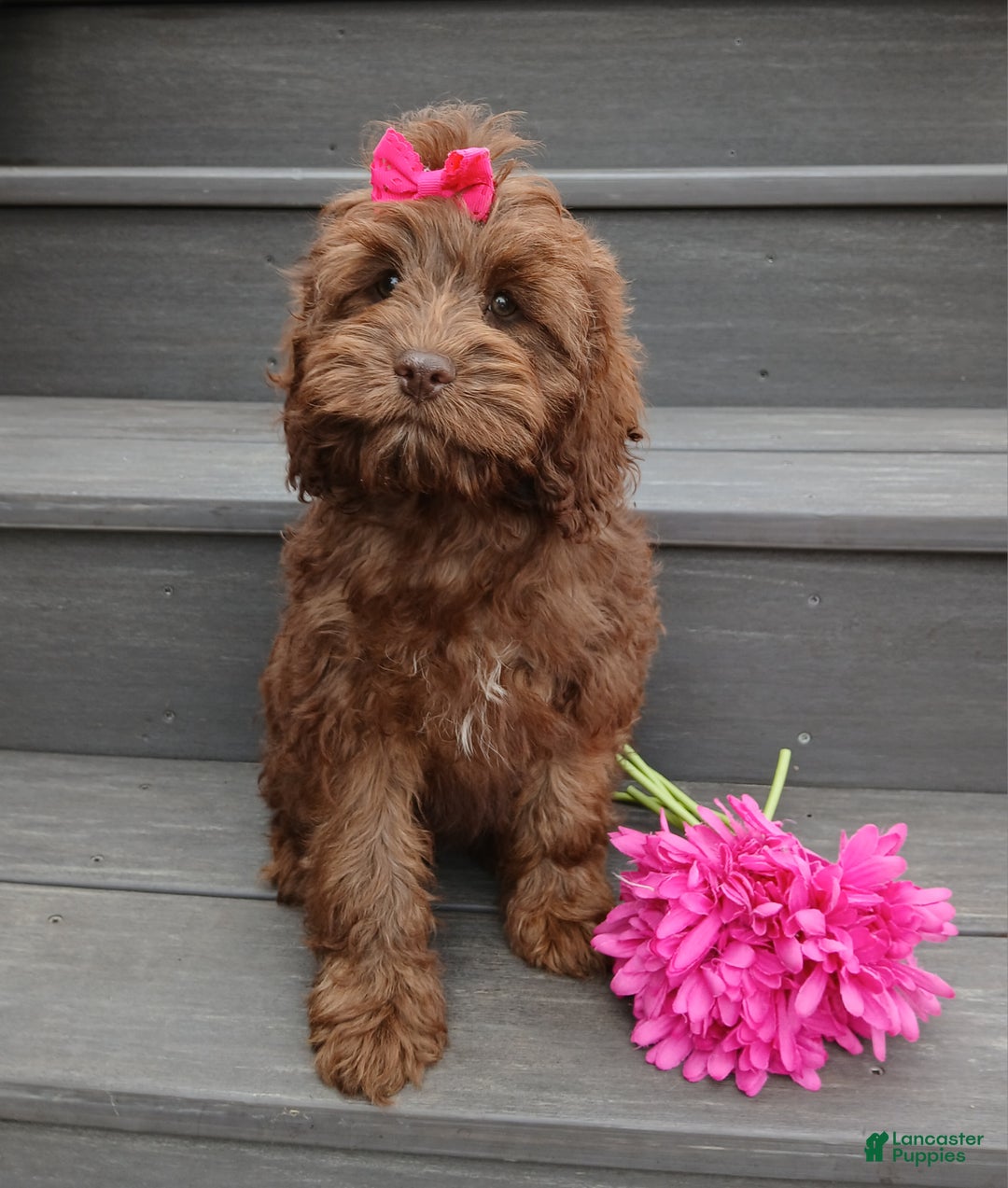 Cockapoo dogs for sale: Zola - Ad 7