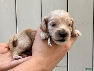 Cockapoo dogs for sale: "Isla" Cockapoo - Ad 2