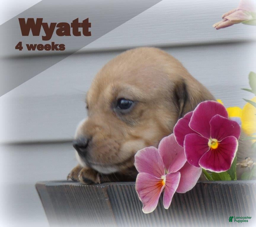 Dachshund dogs Wyatt - Ad 2