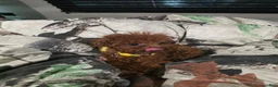 Toy Poodle dogs for sale: MeiMei 3lb full grown  - Ad 13