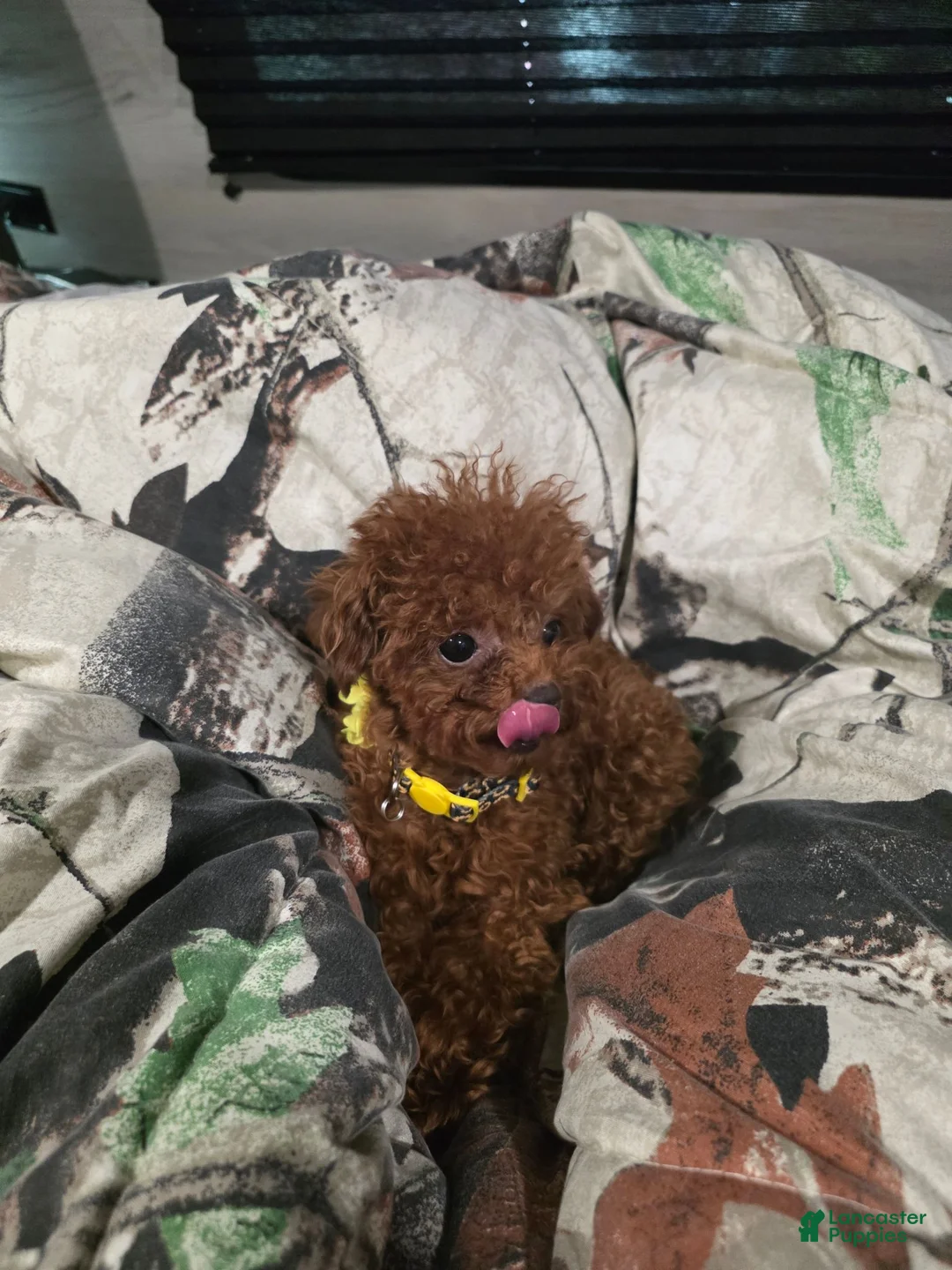 Toy Poodle dogs for sale: MeiMei 3lb full grown  - Ad 13