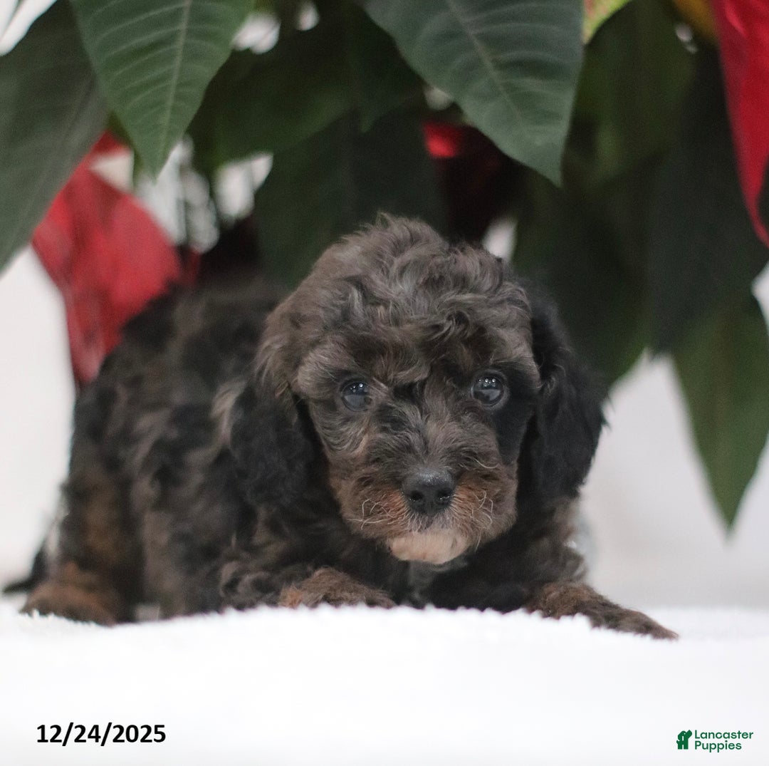 Cavapoo dogs for sale: Ajax - Ad 2