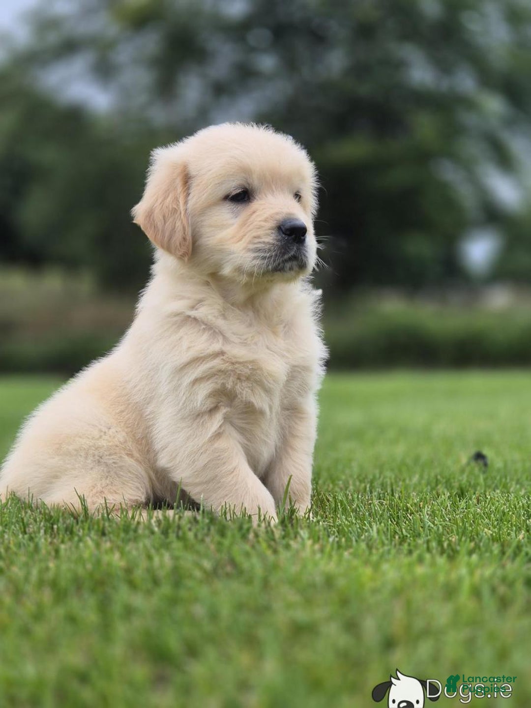 Golden Retriever dogs for sale: Christmas Purple Male-  - Ad 4