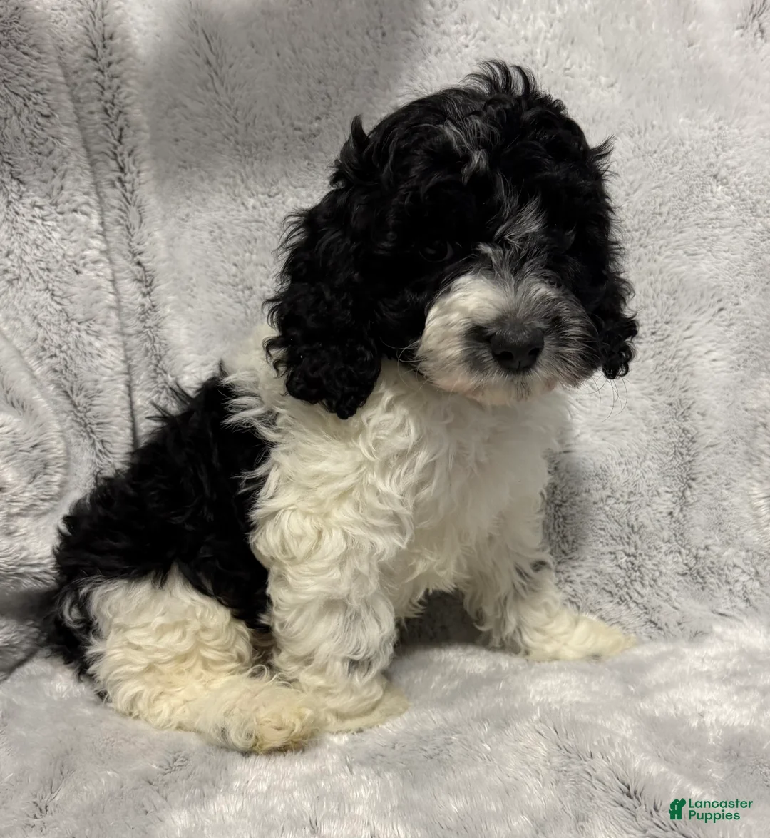 Cavapoo dogs for sale: Andre - Ad 4
