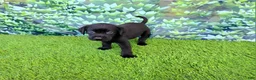 Labrador Retriever dogs for sale: Daisy - Ad 6