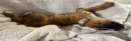Boxer dogs for sale: Boxer 3 - Ad 2