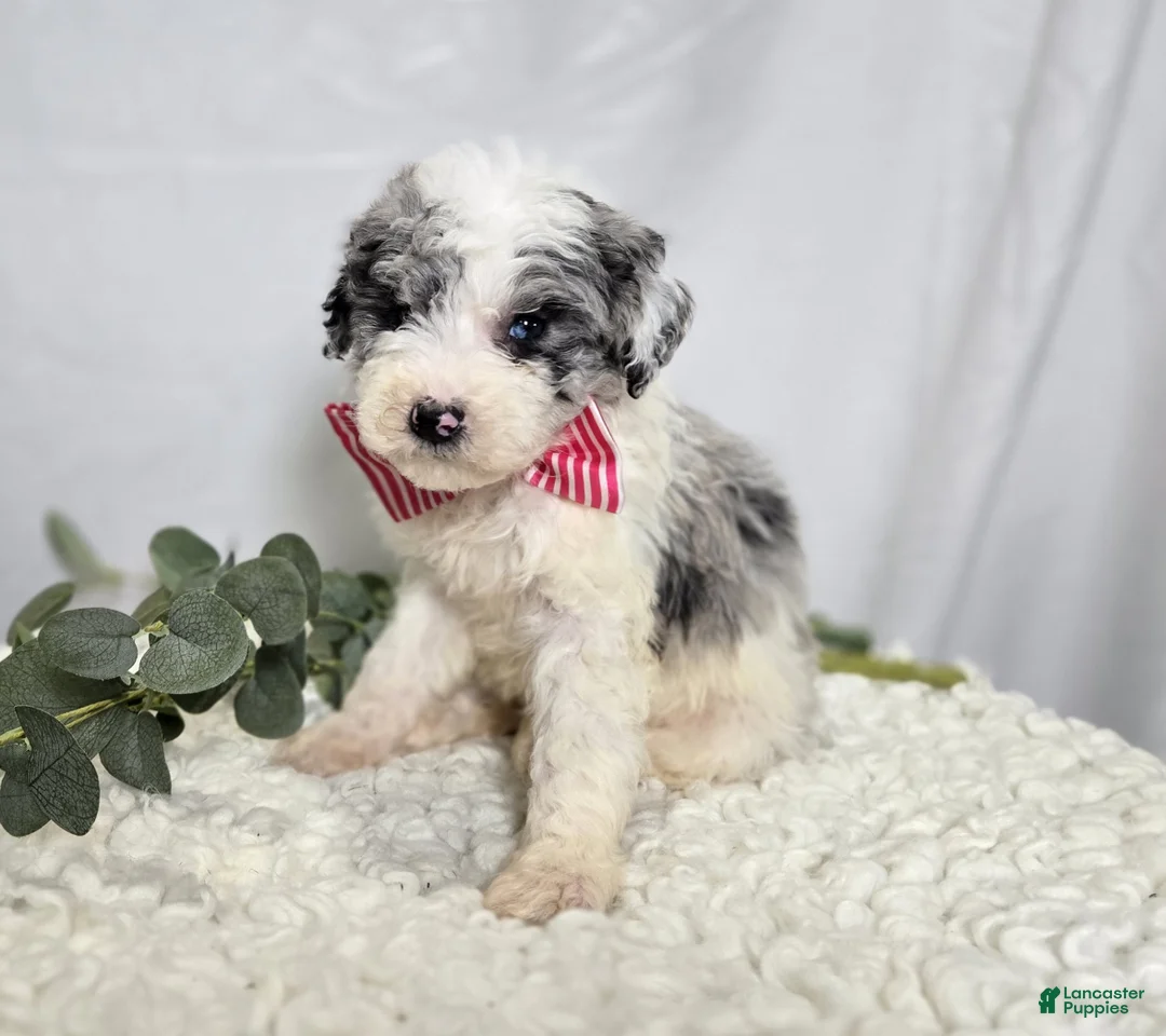 Mini Sheepadoodle dogs for sale: Molly - Ad 1