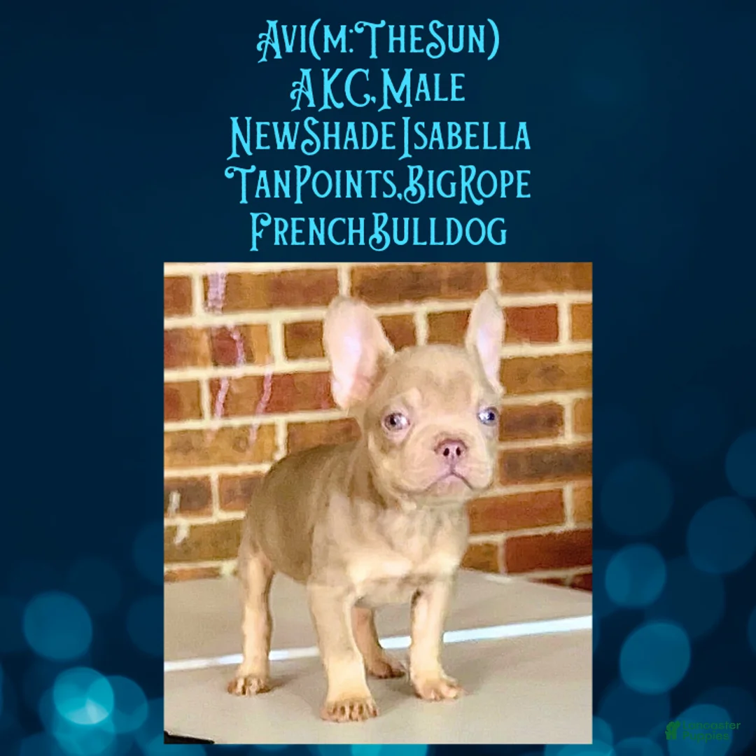 French Bulldog dogs for sale: Avi (mng: Light) - Ad 12