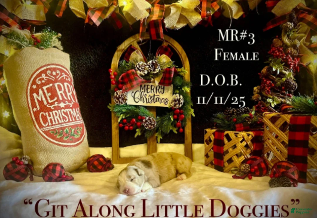 Australian Shepherd dogs for sale: MR#3 - Ad 6