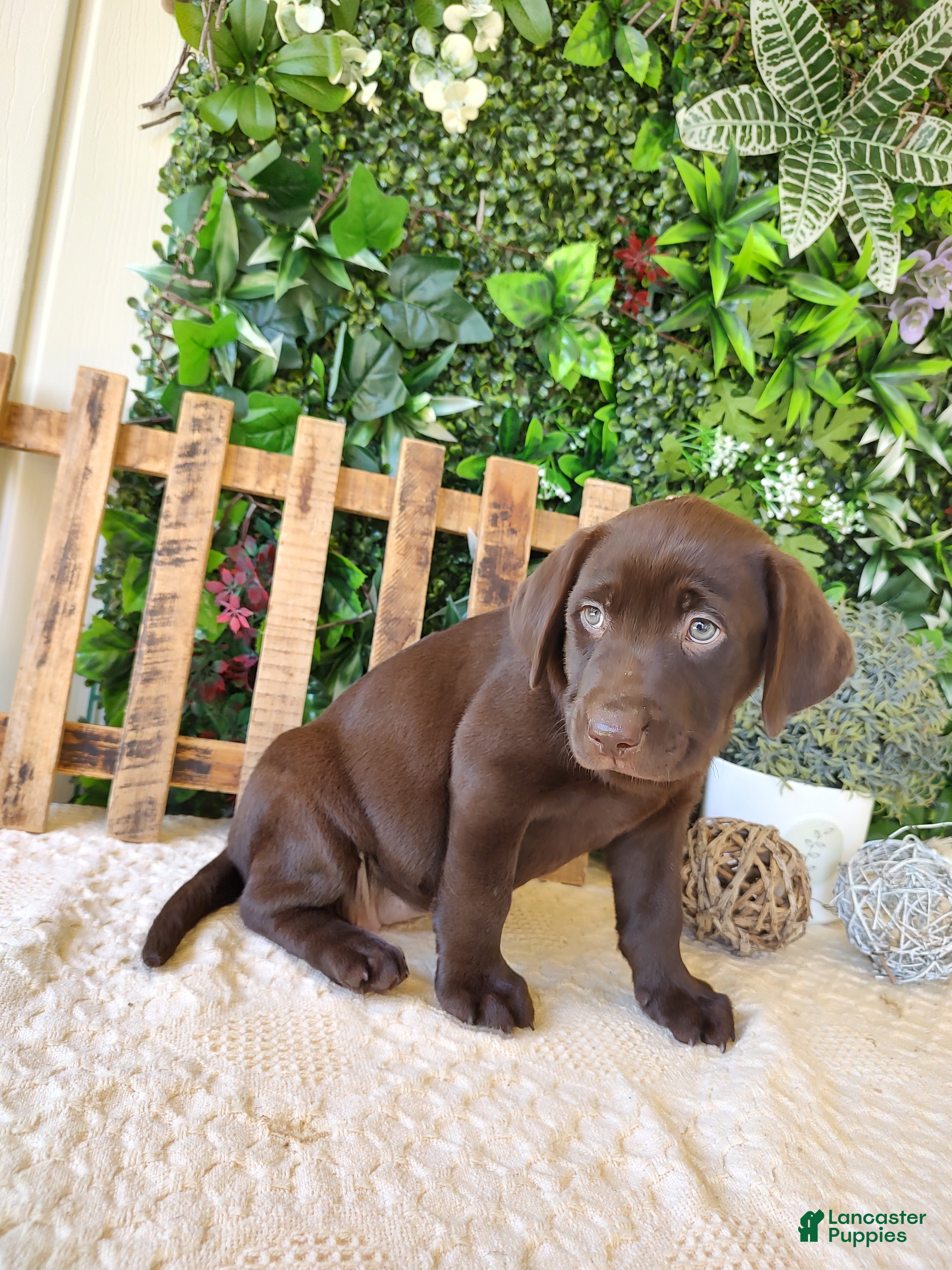 Labrador Retriever dogs Lexi - Ad 2