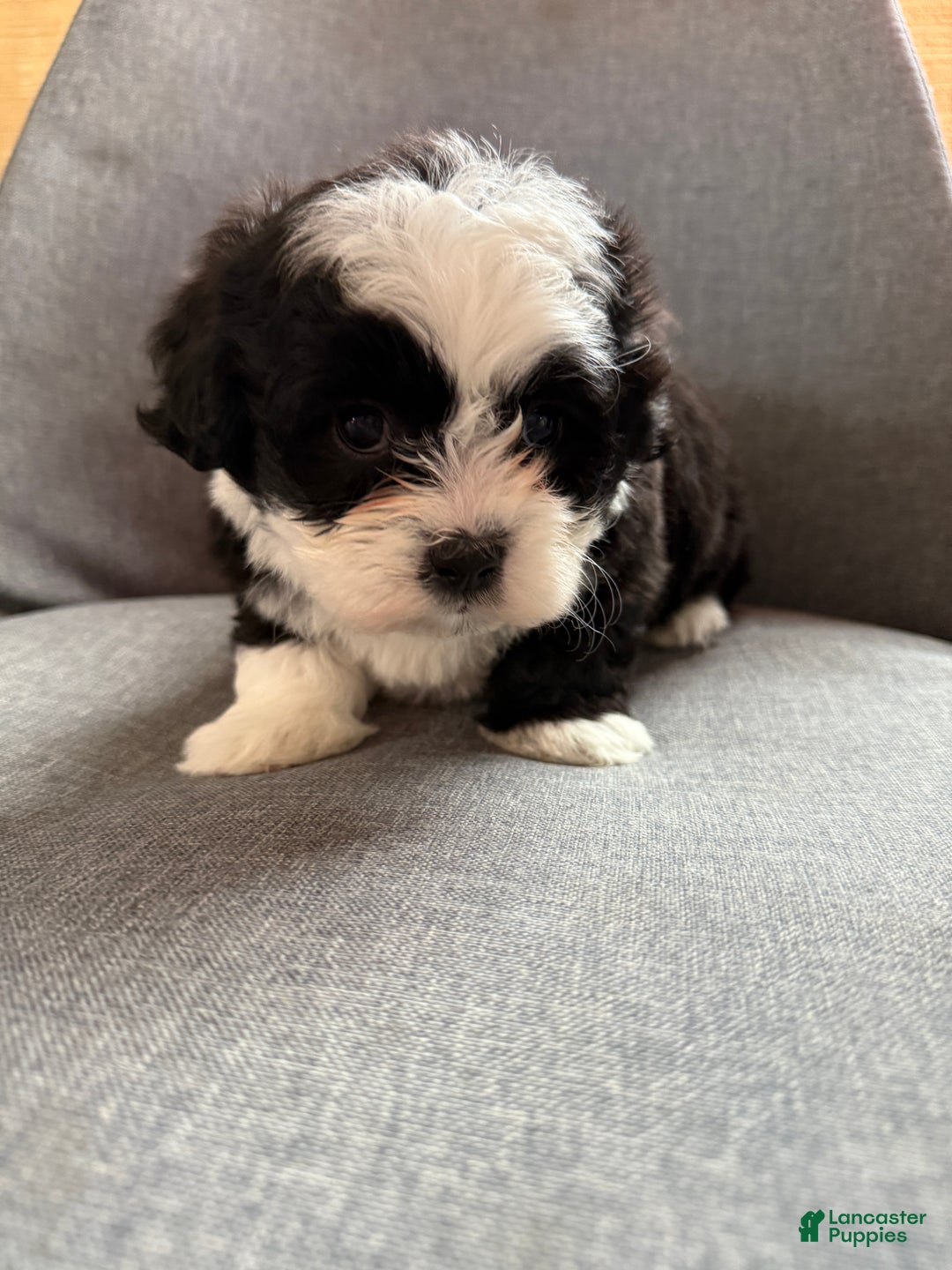 Teddy Bear dogs for sale: Stella - Ad 12