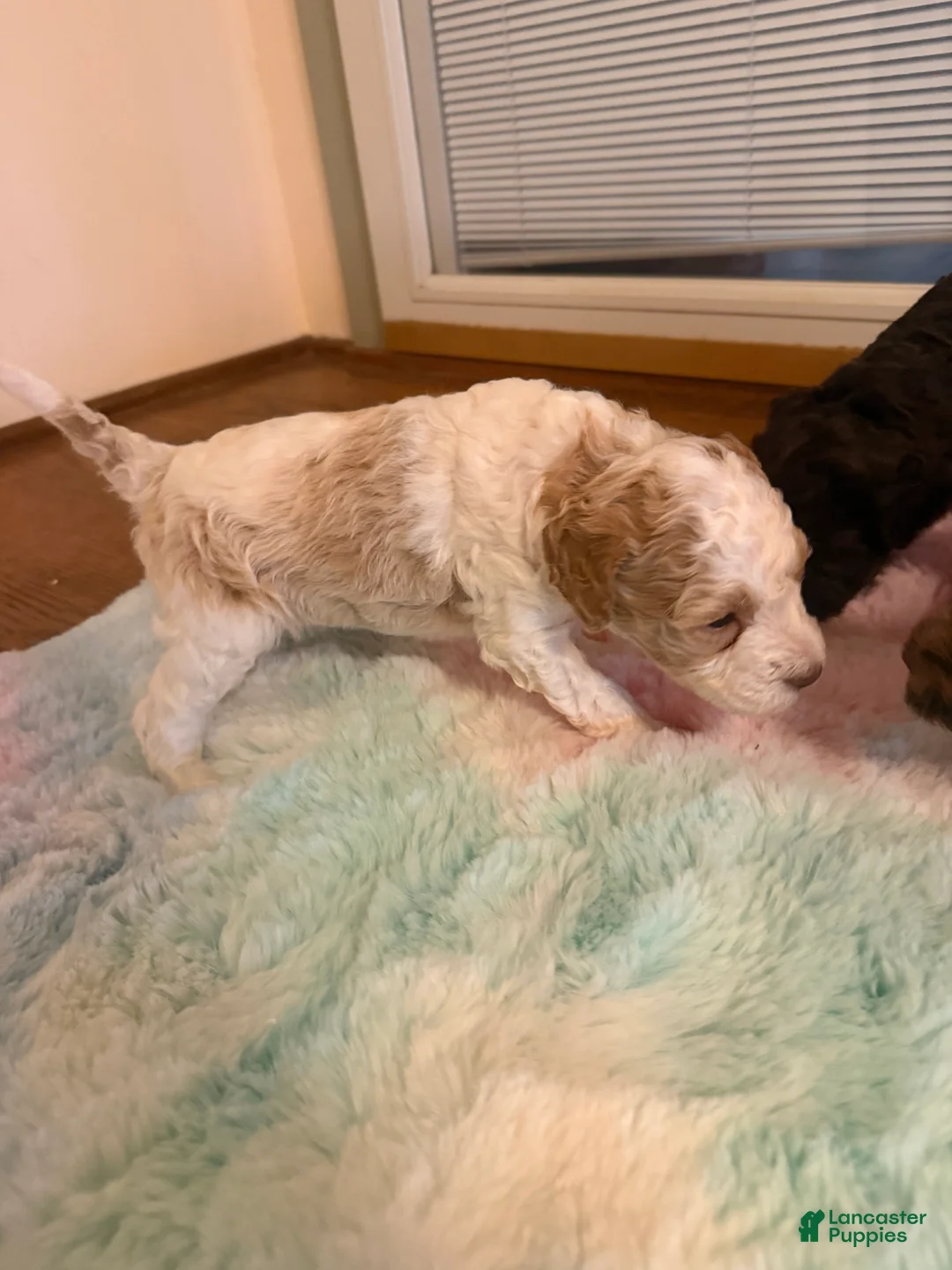 Labradoodle dogs for sale: Labradoodle Puppy 7 - Ad 1