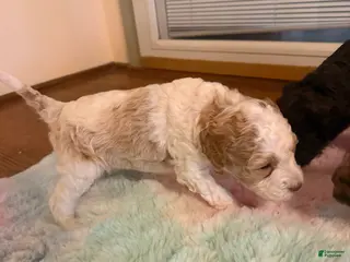 Labradoodle dogs Labradoodle Puppy 7 - Ad 14