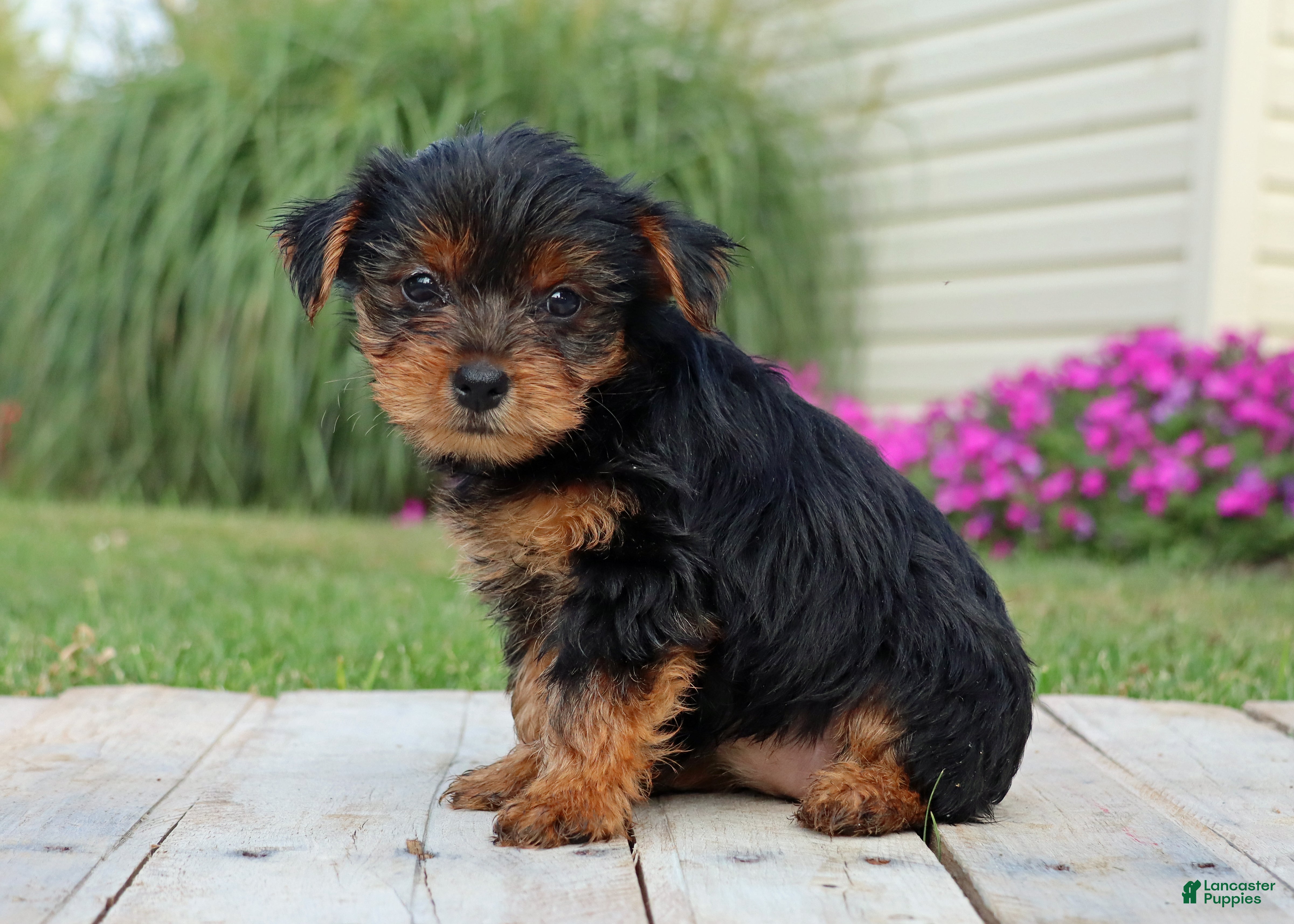 Yorkshire Terrier dogs Mocha  - Ad 1