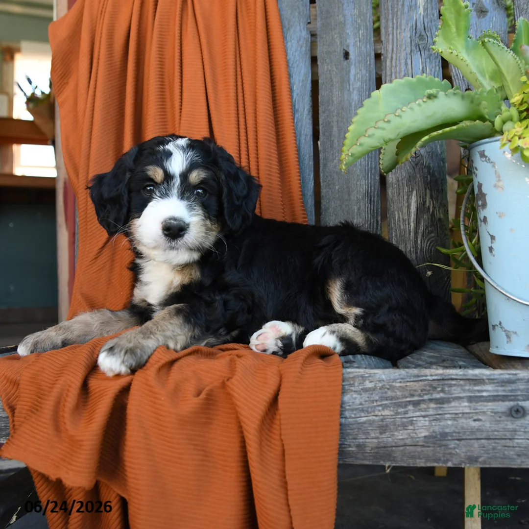 Bernedoodle dogs for sale: Quinana - Ad 2