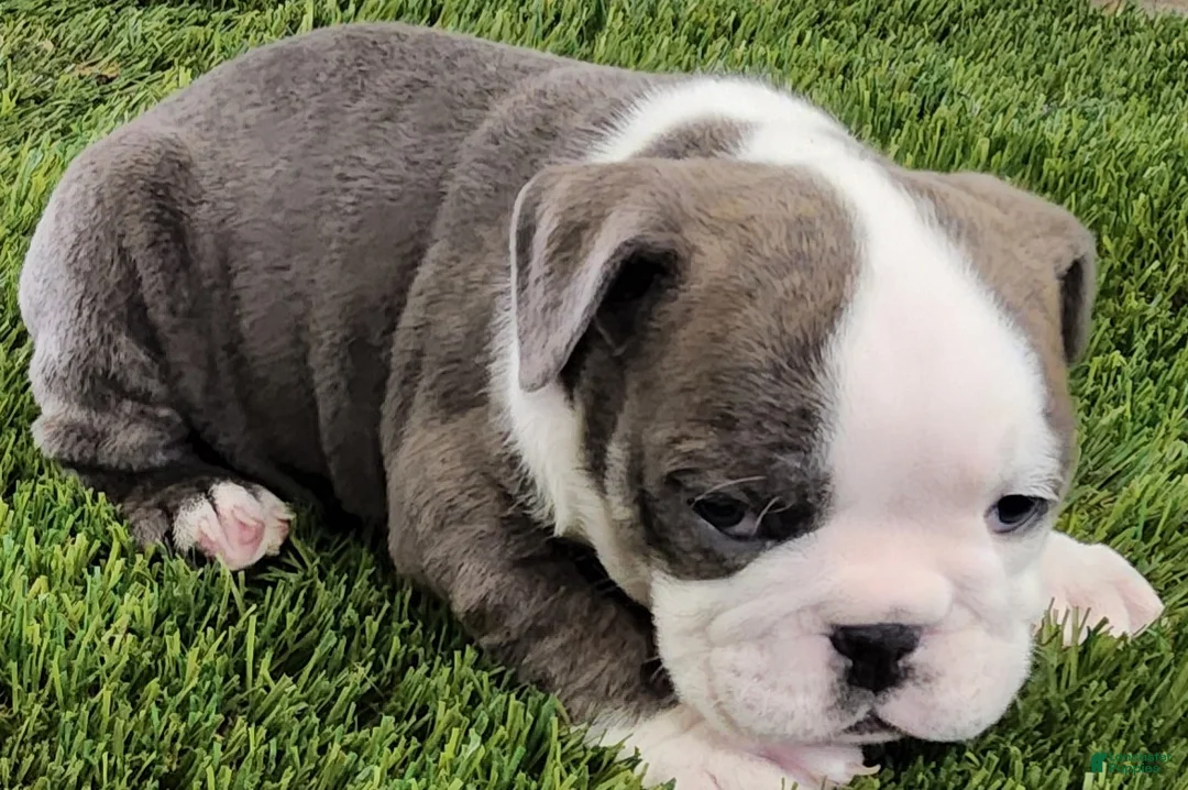 English Bulldog dogs for sale: Lydia English Bulldog Puppy  - Ad 4