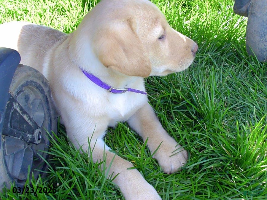 Labrador Retriever dogs Bonnie - Ad 2
