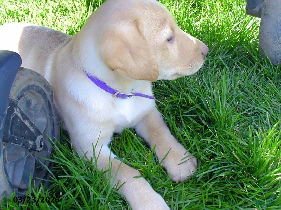 Labrador Retriever dogs for sale: Bonnie - Ad 2