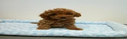 Cavapoo dogs for sale: Duncan - Ad 2