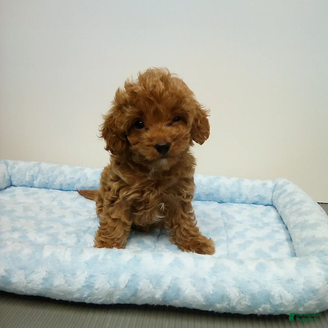 Cavapoo dogs for sale: Duncan - Ad 2