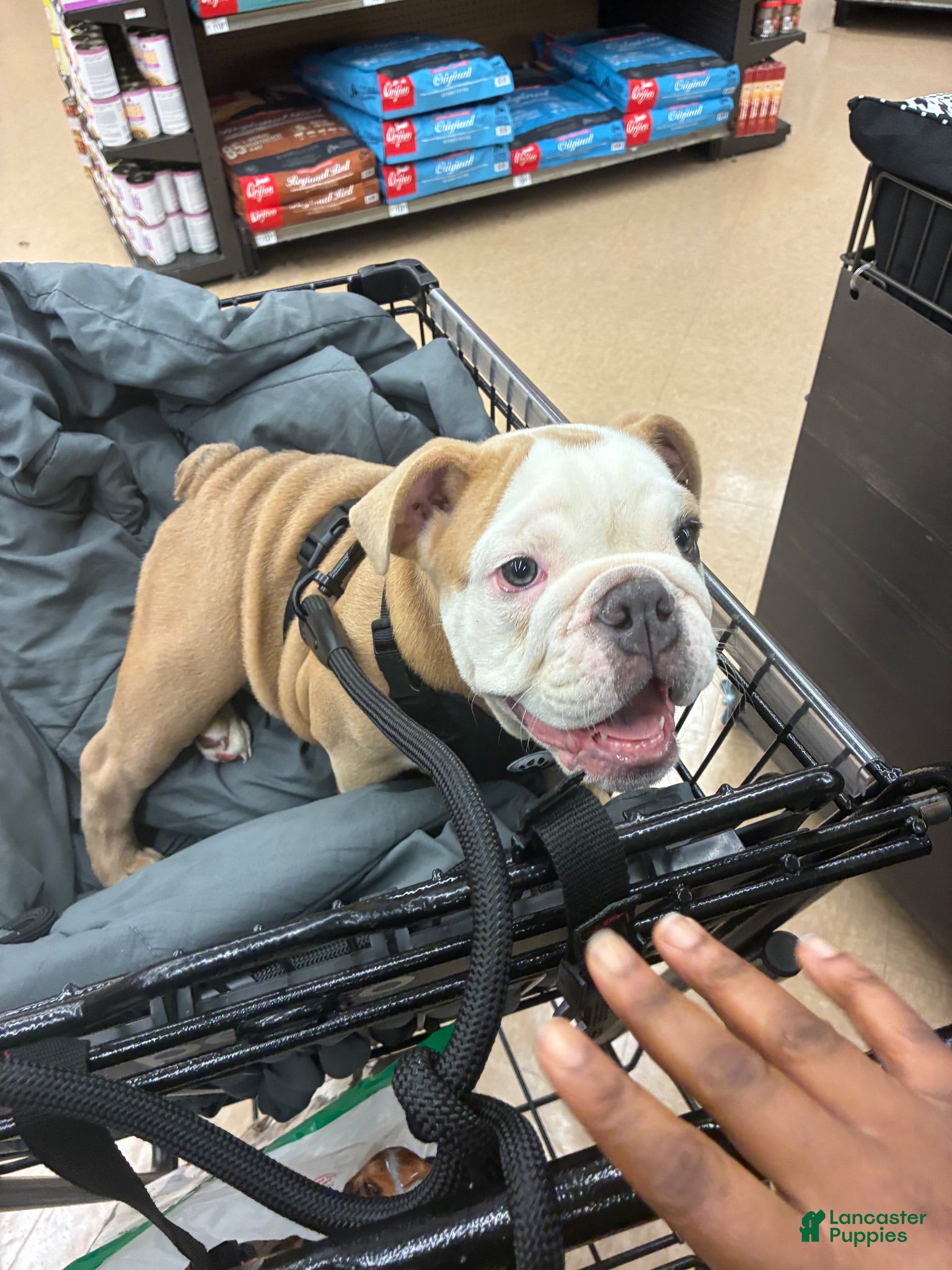 English Bulldog dogs English Bulldog 1 - Ad 2