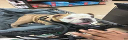 English Bulldog dogs for sale: English Bulldog 1 - Ad 1