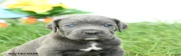 Cane Corso dogs for sale: Riggs - Ad 4