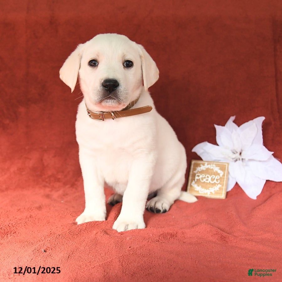 Labrador Retriever dogs Elmer - Ad 29