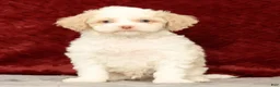 Cavapoo dogs for sale: Wilson - Ad 3