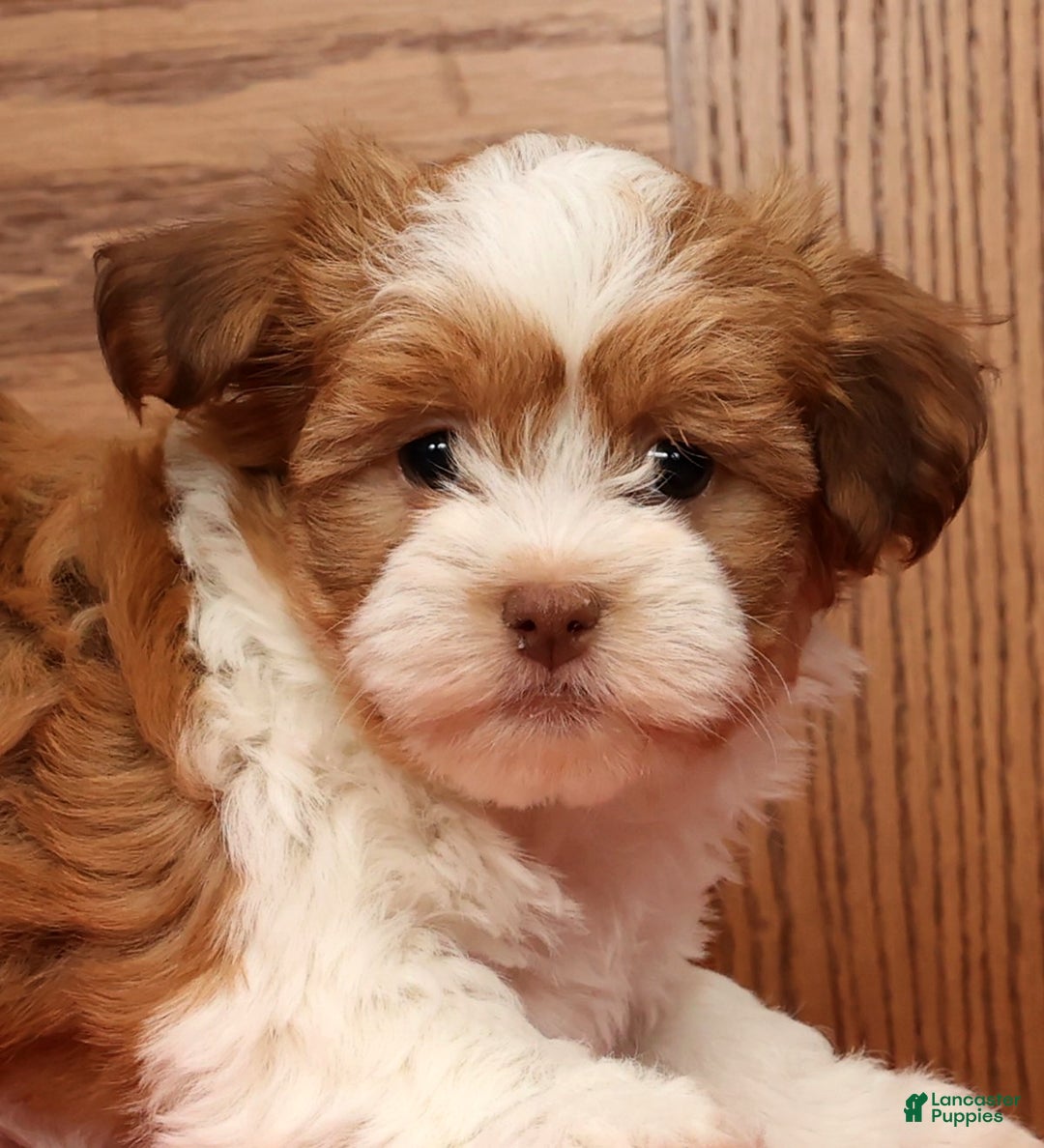Havanese dogs for sale: Tonya - Ad 9