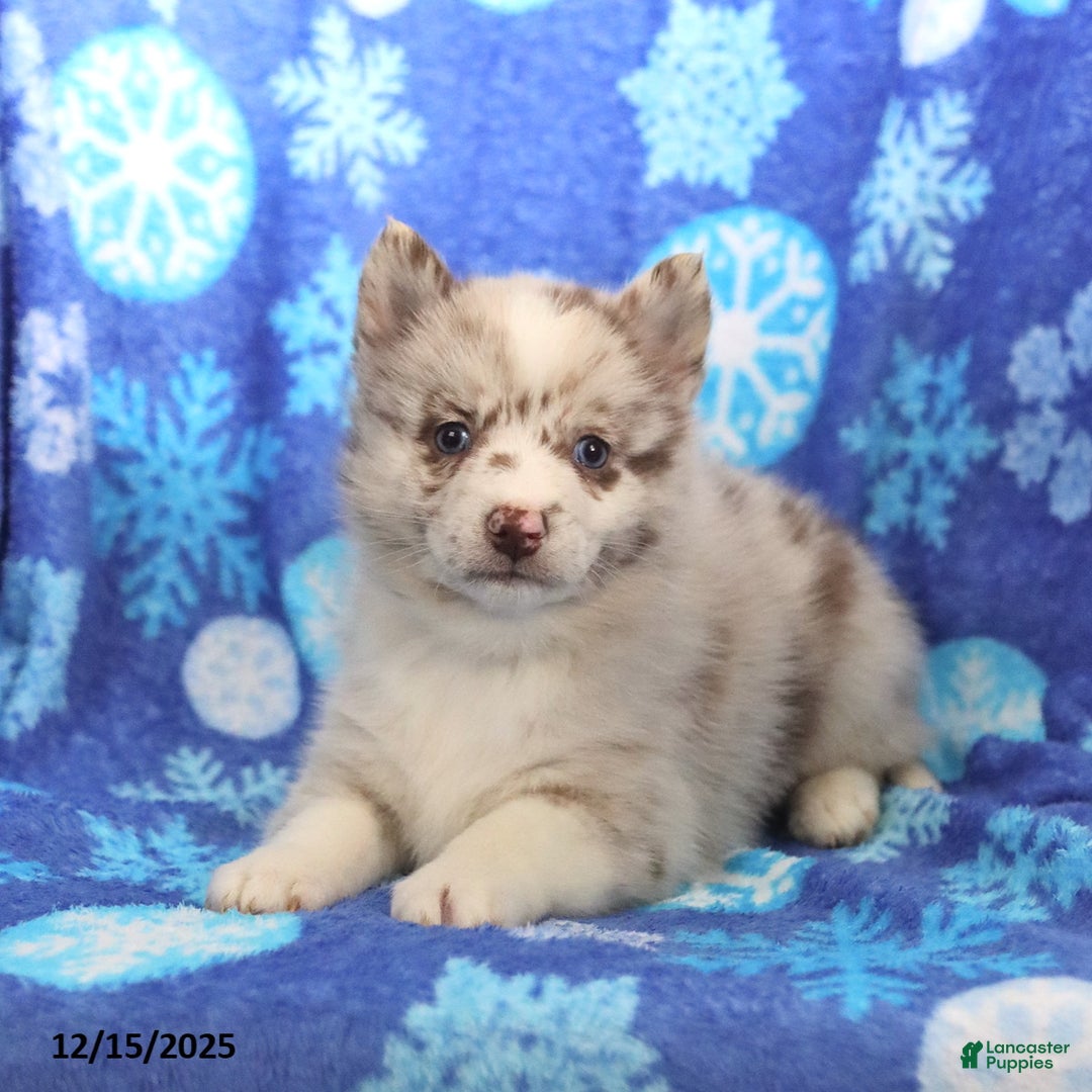 Pomsky dogs for sale: Felicity - Ad 1