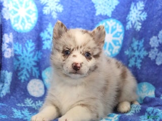 Pomsky dogs Felicity - Ad 23