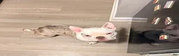 American Bully dogs for sale: American Bully 3 - Ad 6