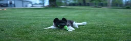 Akita dogs for sale: Olive - Ad 6